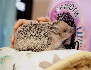 Волонтеры из Санкт-Петербурга спасают ежей со всей России